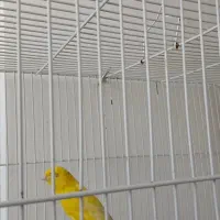 قناری رسمی بلند|پرنده|یزد, |دیوار