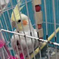 عروس هلندی لوتینو دستی|پرنده|بیرجند, |دیوار