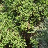 باغبانی|خدمات باغبانی و درختکاری|خرمشهر, |دیوار