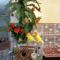 پرنده|پرنده|تبریز, |دیوار