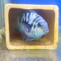 یک جفت پرت پولار مولد