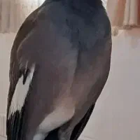 مرغ مینای ماده خریدارم