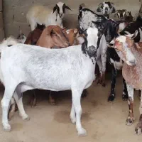 کهره|حیوانات مزرعه|قشم, |دیوار