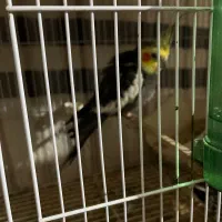 طوطی عروس|پرنده|لاهیجان, پردسر|دیوار