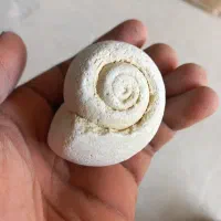 فسیل دو عدد