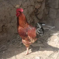 خروس محلی درجه یک