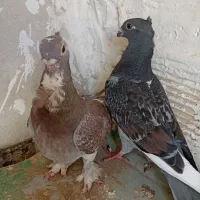 یه جفت کبوتر بلژیکی ماده رنگ خاص با یه جوجه ۳ماه|پرنده|اسلام‌شهر, باغ فیض|دیوار