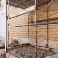 کفتر طوقی|پرنده|زارچ, |دیوار