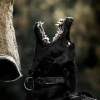 فروش مالینوز اصیل|سگ|کاشان, شهرک صنعتی کویر|دیوار