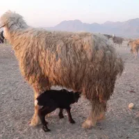 میش بره دار|حیوانات مزرعه|قیروکارزین, |دیوار