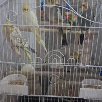 طوطی(عروس هلندی)