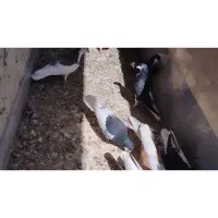 معاوضه کبوتر رنگی شهری با سگ نگهبان نر ماده|پرنده|مرودشت, فاز دوم شهرک فرهنگیان|دیوار
