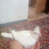 جوجه عروس هلندی سرلاکی|پرنده|شیراز, میانرود|دیوار