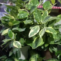 شارژ جدید گلهای گلکده ی ارکیده...|گل و گیاه طبیعی|سنقر, |دیوار