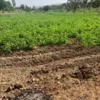 باغ چم سیدها (کوچه جمخانه )+بلیاره  زمین مسکونی