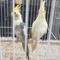 عروس هلندی|پرنده|لنگرود, |دیوار