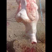 کهره بره فروشی