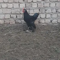 خروس|پرنده|ساوه, |دیوار
