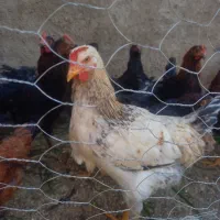 فروش مرغ و خروس محلی ۶ ماهه