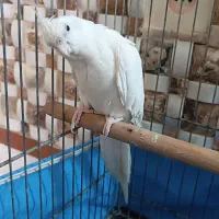 یک عدد عروس هلندی آلبینو ماده