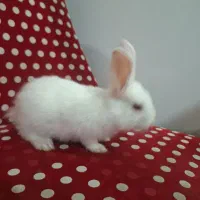خرگوش کوچیک وبامزه