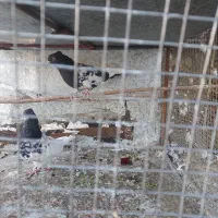 کله ای|پرنده|مبارکه, |دیوار