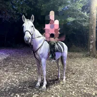 فروش اسب نر یان نیله