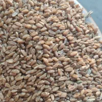 گندم|عمده‌فروشی|شیراز, باغ تخت|دیوار
