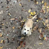 سگ سراب|سگ|قزوین, |دیوار