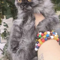 توله گربه نژاد دار|گربه|شیراز, تندگویان|دیوار