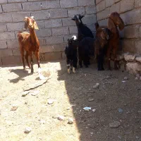 باسلام فروش ۳ رس بزووتا بزغاله بخون زنگ بزن