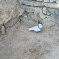 کبوتر طوقی  نر|پرنده|داران, |دیوار