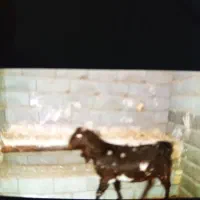 جلگه‌رخ|حیوانات مزرعه|فریمان, |دیوار