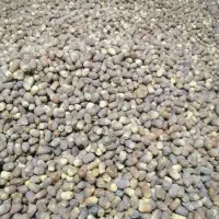 خرمای زاهدی تازه درجه 1|خوردنی و آشامیدنی|اشکنان, |دیوار