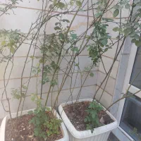دوعدد گل رز بزرگ