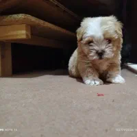 سگ پودل مالتیز مینیا توری (جیبی)