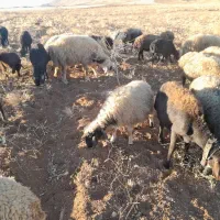 میش|حیوانات مزرعه|زنده رود, |دیوار