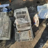 سهره|پرنده|ری, دولتآباد|دیوار