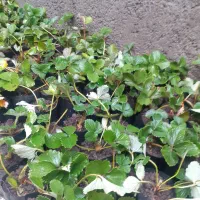 نهال توت فرنگی گلدانی درجه یک تضمینی