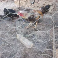 خروس لاری|حیوانات مزرعه|هامون, |دیوار