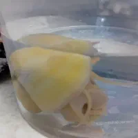 حلزون سیب آبی