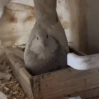 تعدادی کبوتر طوقی عجله ای به فروش میرسد