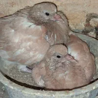 جوجه پرشی ب،ضمانت|پرنده|گلستان (تهران), |دیوار