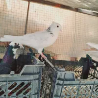 طوقی نصل دار|پرنده|سراوان, |دیوار