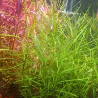 انواع گیاه اکواریومی&پلنت|ماهی|شیراز, میانرود|دیوار