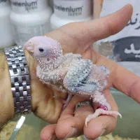 گرینچیک|پرنده|اندیشه, اندیشه فاز ۳|دیوار