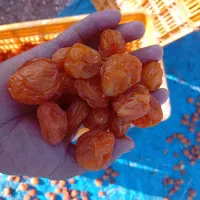 فروش عمده الو بخارا درجه یک زرد ومشکی|خوردنی و آشامیدنی|بوانات, |دیوار