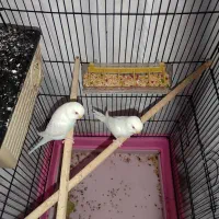 مرغ عشق|پرنده|مسجد سلیمان, |دیوار