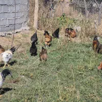 حدودا 40 عدد خروس بچع سالم|حیوانات مزرعه|خوی, |دیوار