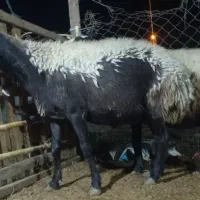 گوسفند|حیوانات مزرعه|مزرعه کتول, |دیوار